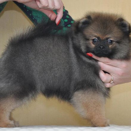 Щенок шпица